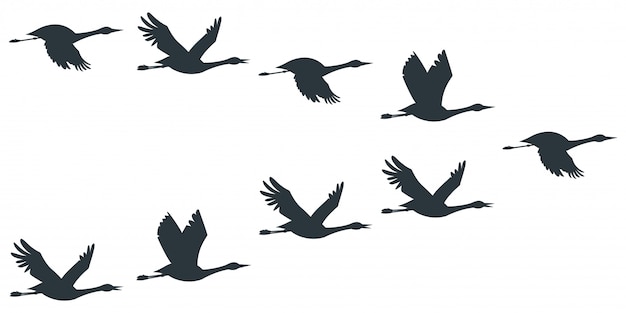 クレーンの群れまたは飛んでコウノトリの黒いシルエット プレミアムベクター
