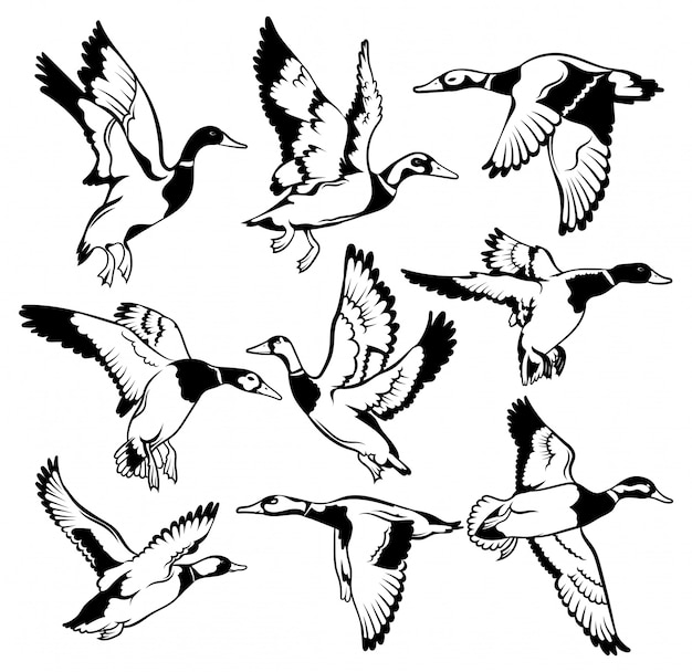 アヒルの群れ 漫画の鳥の群れ 飛ぶ鳥の黒と白のイラスト プレミアムベクター