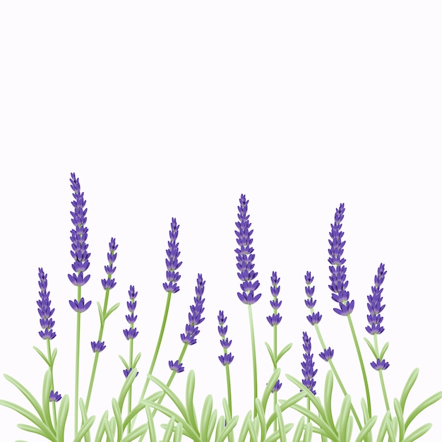 Download Floral background template design with lavender flowers ...