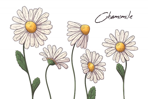 Download Free Floral Botany Illustrations Chamomile Flowers Premium Vector Use our free logo maker to create a logo and build your brand. Put your logo on business cards, promotional products, or your website for brand visibility.