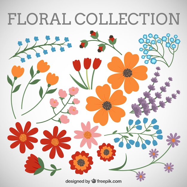 Floral collection Vector | Free Download