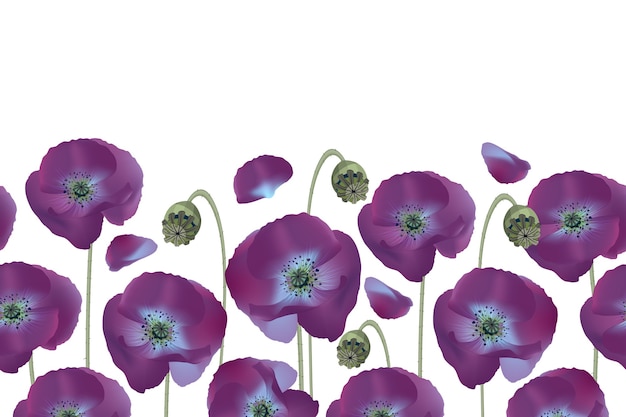 花のシームレスなパターン ボーダー 白い背景で隔離の紫色のポピー 優しい花 プレミアムベクター