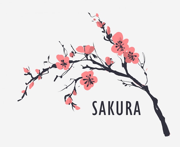 Sakura Images Free Vectors Stock Photos Psd