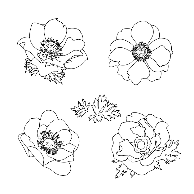 花夏アネモネの花セット 手描き落書きの花 黒と白のイラストを概説します プレミアムベクター