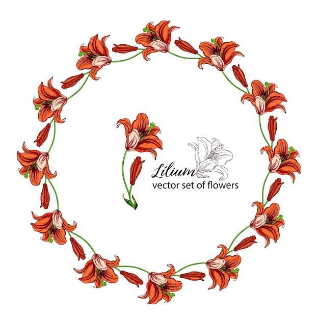 Floral wreaths from the flower buds of the lily. orange lily. | Premium