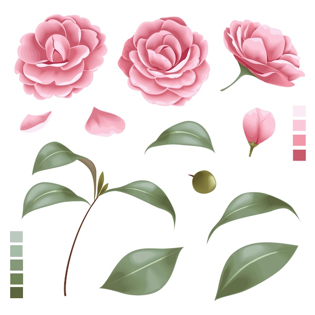 Flower and leaves set | Premium Vector