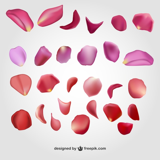 Petals Vectors, Photos and PSD files | Free Download