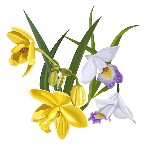 Download Flower vector illustration with yellow and white orchid ...