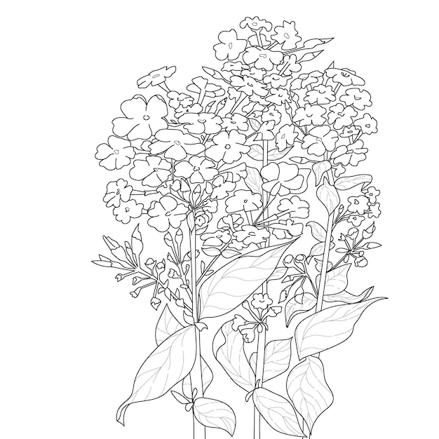 Premium Vector | Flowering phlox blossoms with leaves coloring book page