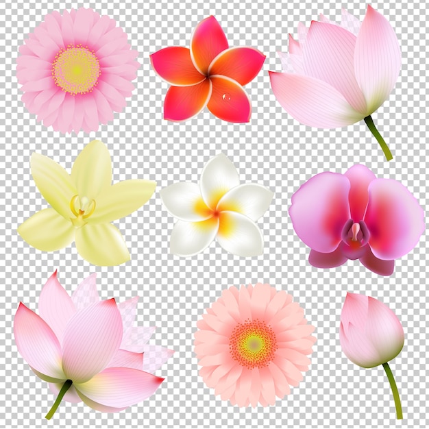 透明な背景のグラデーションメッシュ イラストの花コレクション プレミアムベクター
