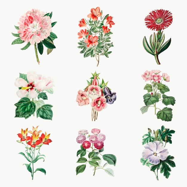 Free Vector | Flowers hand drawing vintage botanical set