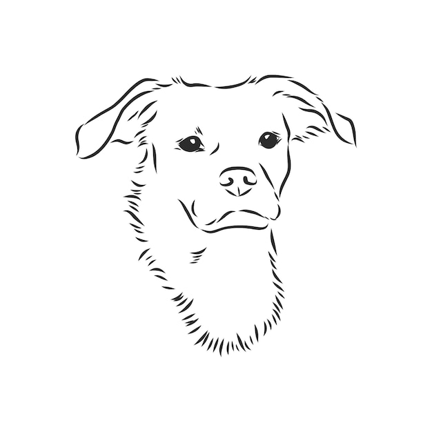 Premium Vector | Fluffy mongrel dog vector hand drawing illustration