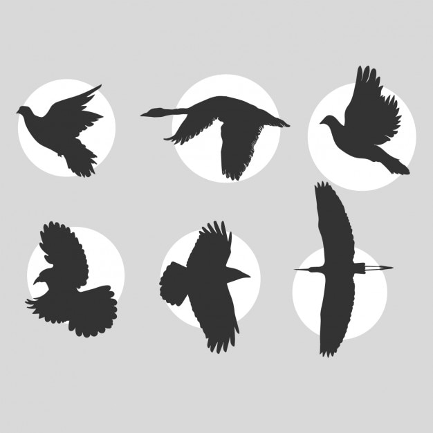 Flying Birds Silhouettes Collection