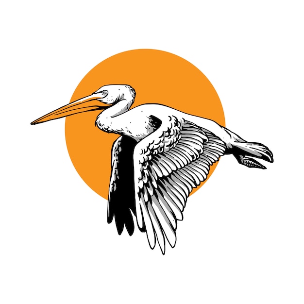 Premium Vector Flying pelican bird with hand draw style