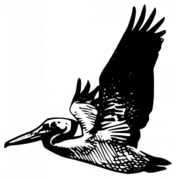 Flying pelican | Free Vector
