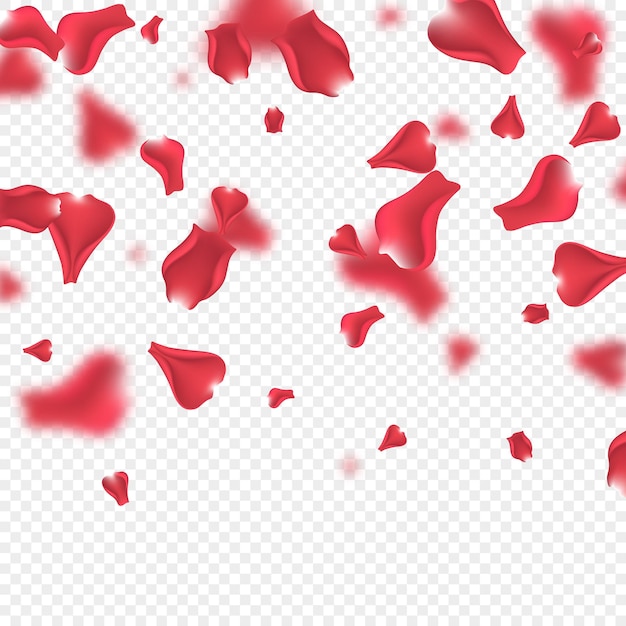 Premium Vector | Flying pink rose petals with blur effect. transparent