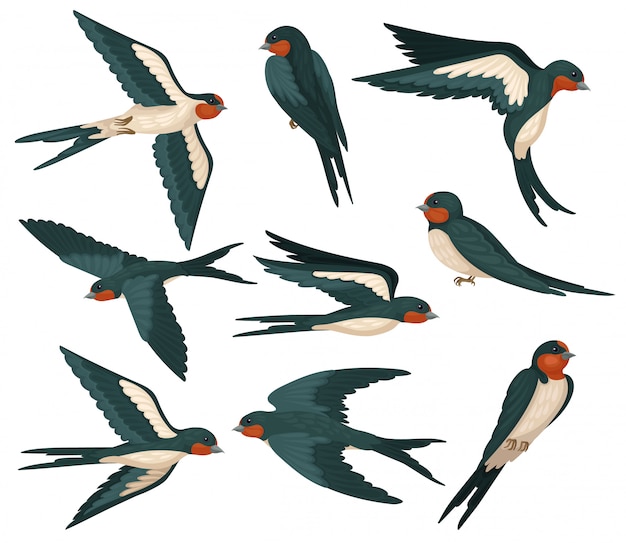 さまざまなビューセットで飛んでいるツバメ鳥 白い背景の上の色の羽のイラストが鳥の群れ プレミアムベクター
