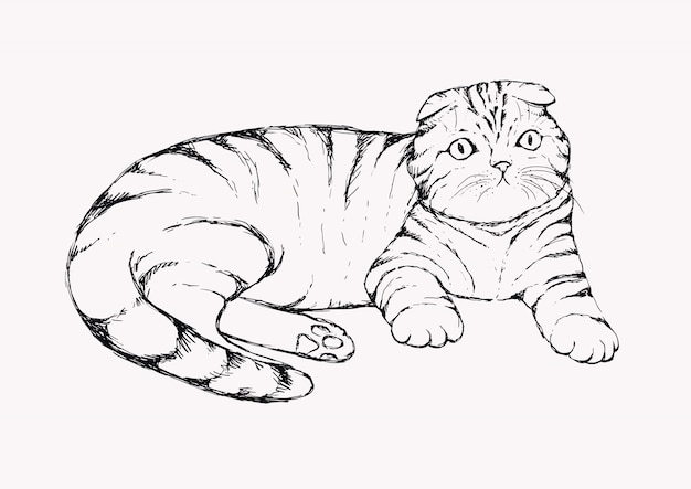 猫を折る 手描きイラスト フラップ耳のぶち猫が横になっています リアルな肖像画の家猫 プレミアムベクター