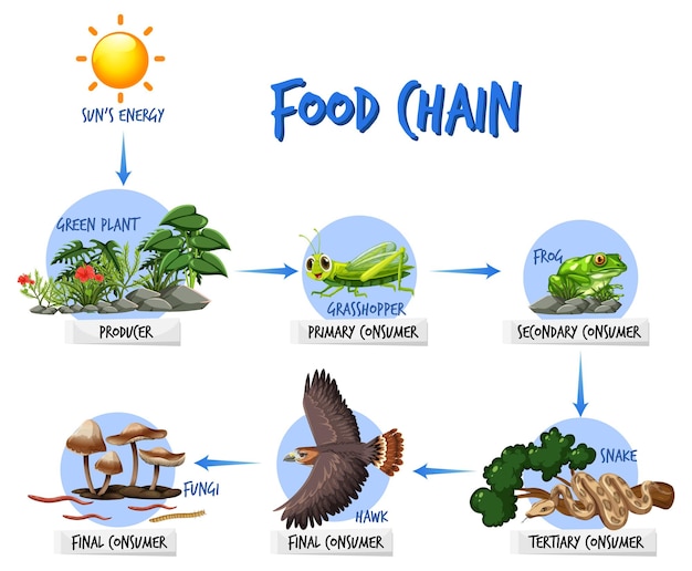 ๋จน์ด ์ฌ์ฌ ๋ค์ด์ด๊ทธ๋จ ๊ฐ๋
Biology Diagrams