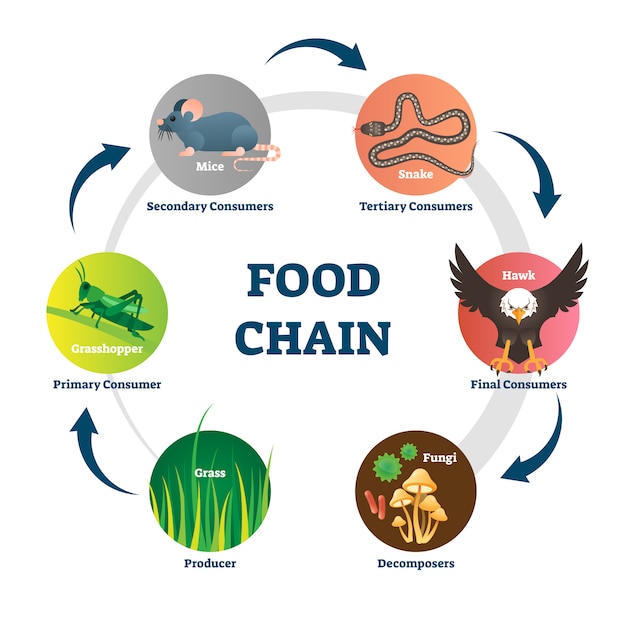 Premium Vector | Food chain illustration