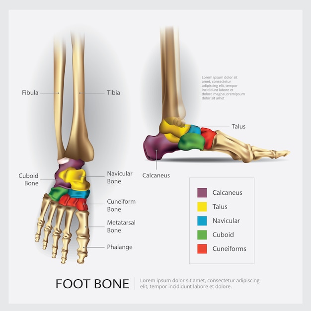 Premium Vector | Foot bone anatomy illustration