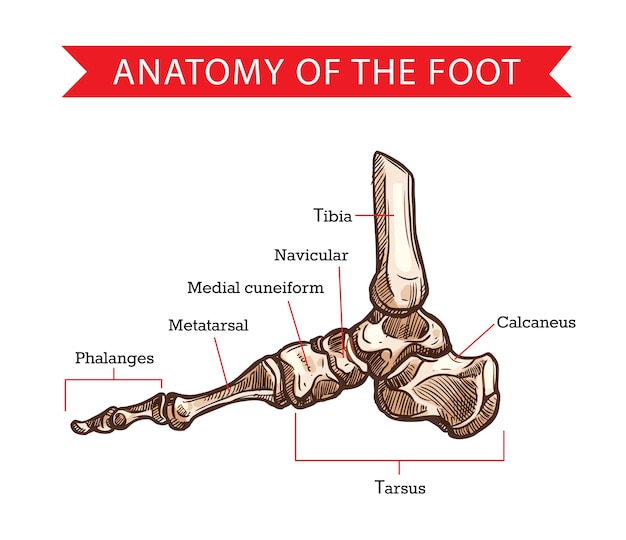 人体解剖学 整形外科医学の足の骨のスケッチ 指骨 中足骨 足根骨と踵骨 楔形骨 舟状骨と脛骨の骨の図とスケルトンの脚の側面図 プレミアムベクター