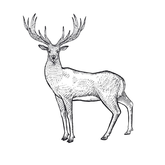 森の動物鹿イラスト プレミアムベクター