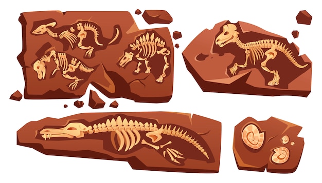 恐竜の化石の骨格 カタツムリの殻の埋没 古生物学の発見 先史時代の爬虫類とアンモナイトの骨が白い背景で隔離の石のセクションの漫画イラスト 無料のベクター
