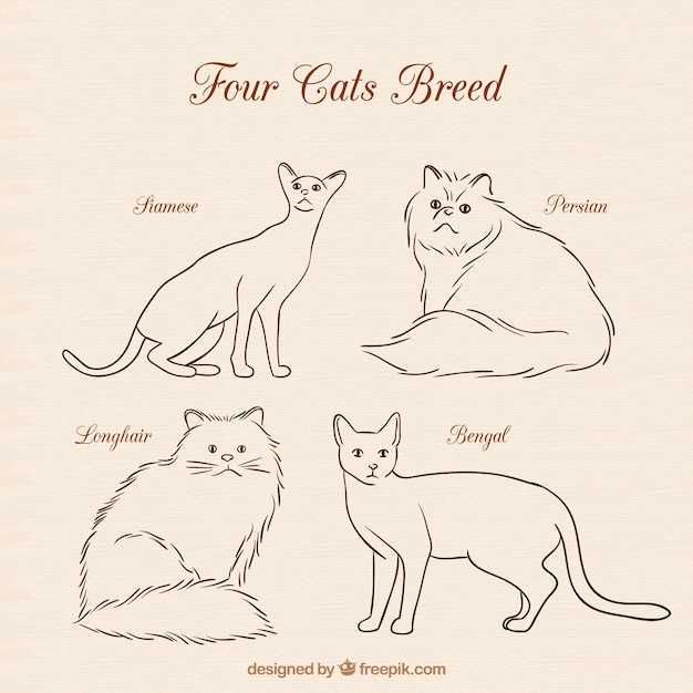 Four cats breed