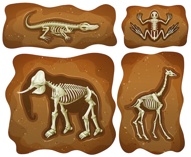 4つの異なる化石の地下のイラスト プレミアムベクター