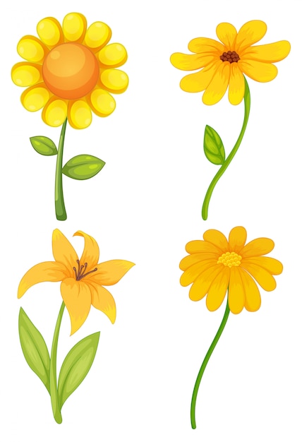 Download Four different kinds of yellow flowers Vector | Free Download