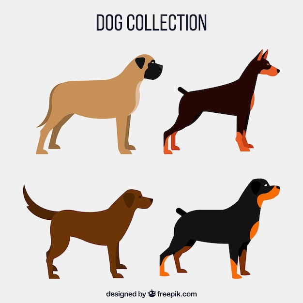 Four profile dogs
