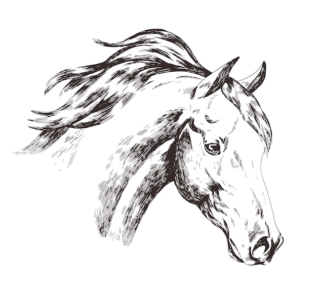 Premium Vector | Freehand sketch of horse head