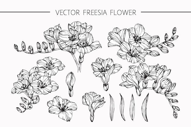 フリージアの花の描画のイラスト プレミアムベクター