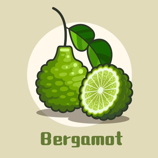 Fresh Bergamot Fruit With Half Circle Slice Of Bergamot