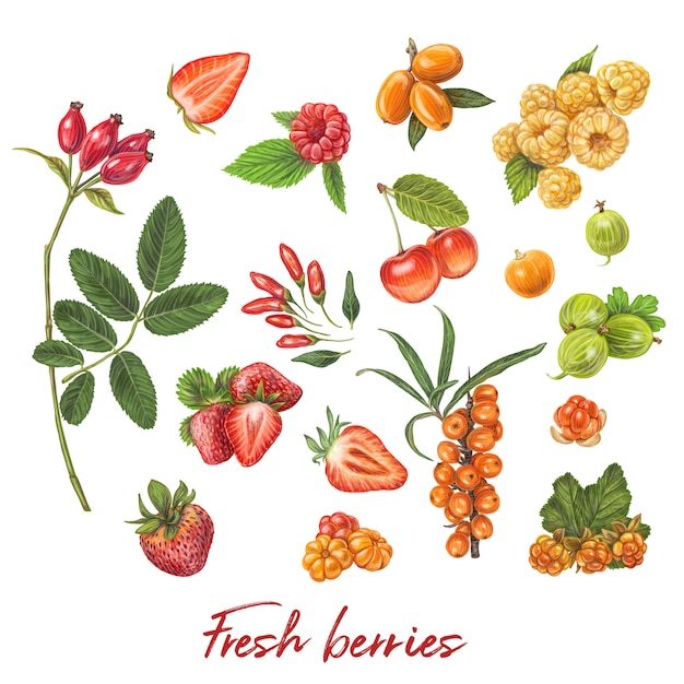 Fresh berries hand drawn vector illustration Premium Vector