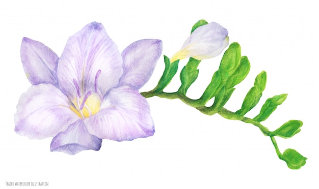 芽と新鮮な繊細な紫フリージア支店 プレミアムベクター