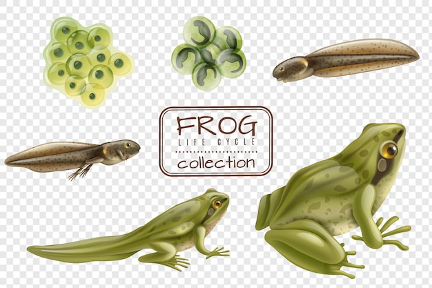 frog vector cycle