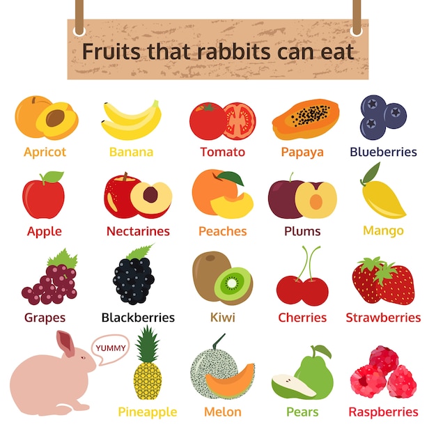 premium-vector-fruits-that-rabbits-can-eat-food-vector-illustration
