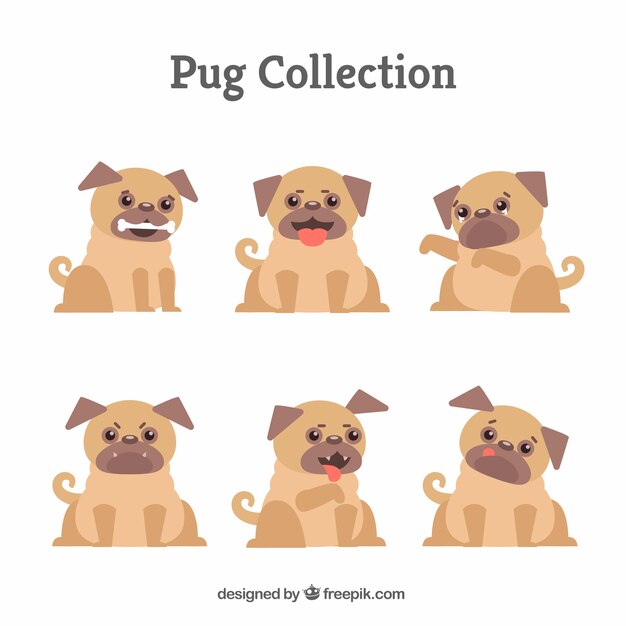 Fun pug puppies collection