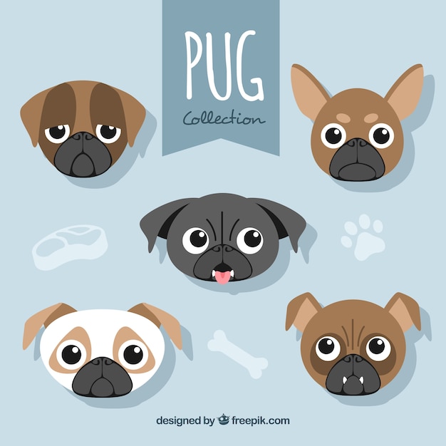 Fun variety of pug faces