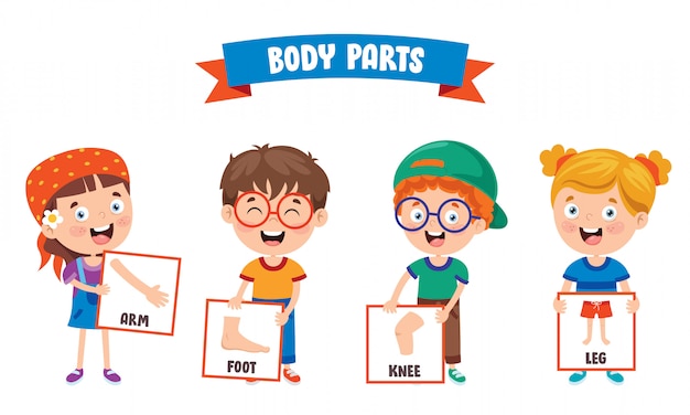 Premium Vector | Funny child showing human body parts