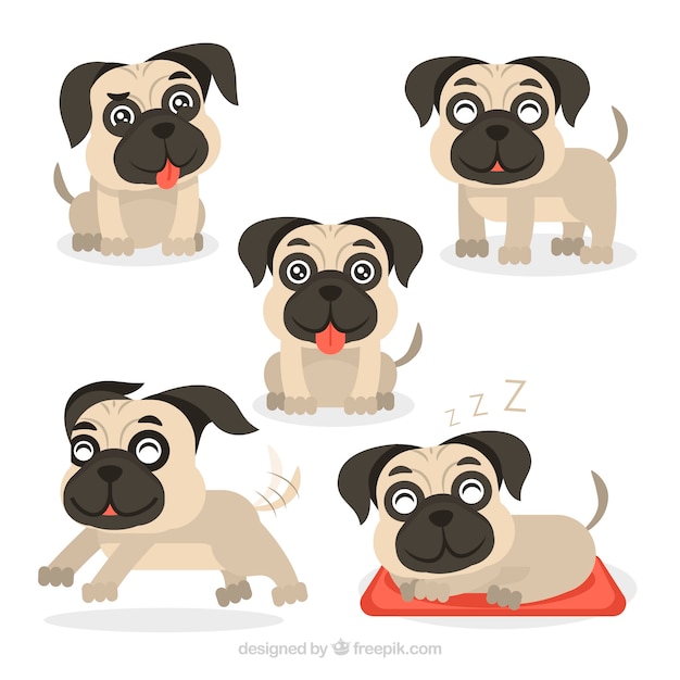 Funny pugs with flat design