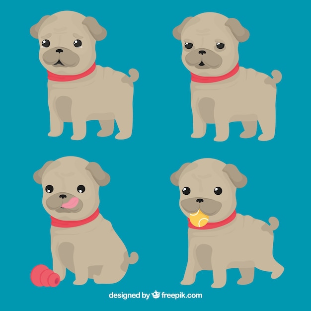 Funny set of pug puppies