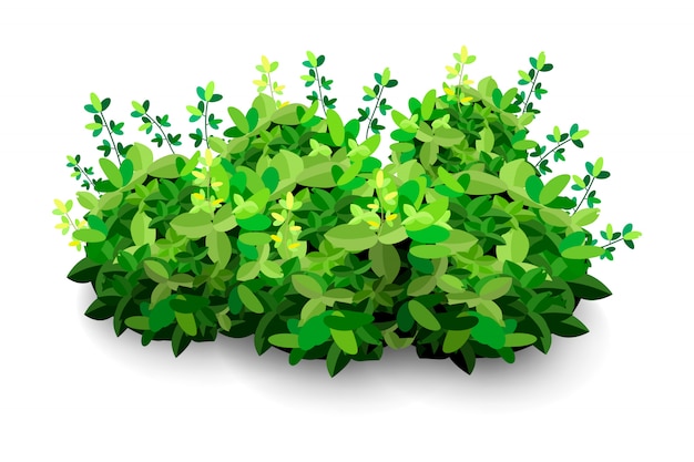 Premium Vector | Garden bush. green garden vegetation bushes