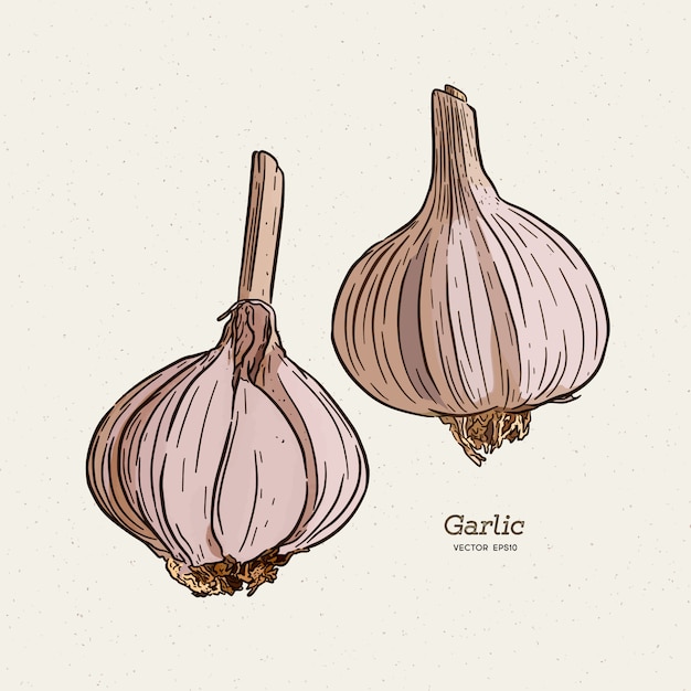 Premium Vector Garlic, hand draw sketch.
