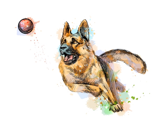ジャーマンシェパードの犬が遊んで 水彩のスプラッシュからボールをキャッチ 手描きのスケッチ 塗料のベクトルイラスト プレミアムベクター