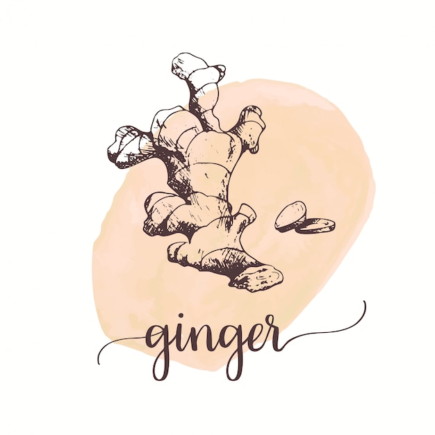 Ginger sketch on watercolor paint. | Premium Vector