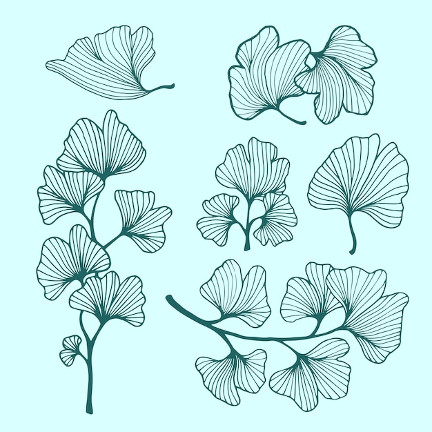 Premium Vector | Ginkgo leaf