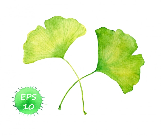 Premium Vector Ginkgo Leaves Water Color Vector